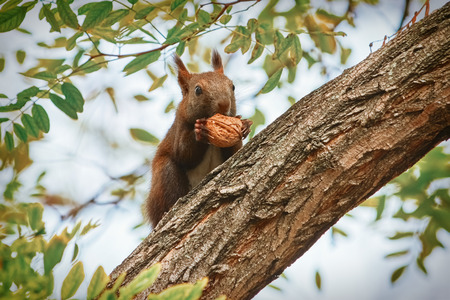 Squirrel Sitting on a Tree and Eats a Walnutの写真素材