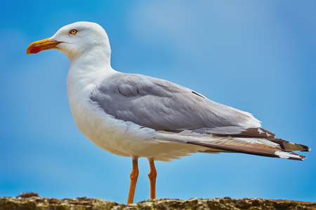 Seagull Resting on the Srone Fenceの写真素材