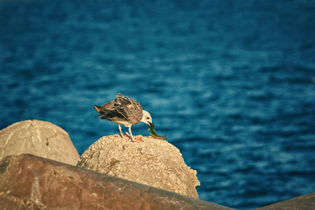 Young Seagull on the Stone Eats a Fishの写真素材