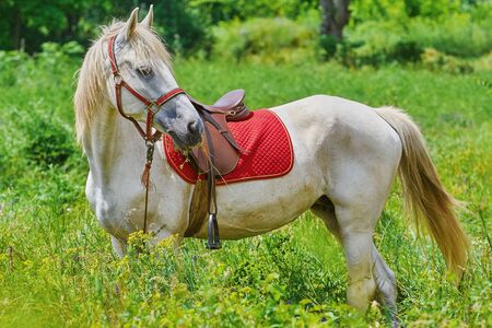 Saddled White Horse in the Green Grassの写真素材
