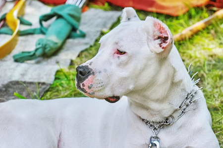 Portrai of American Staffordshire Terrier with Cropped Earsの写真素材