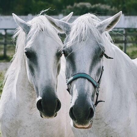 Portrait of Two White Horsesの写真素材
