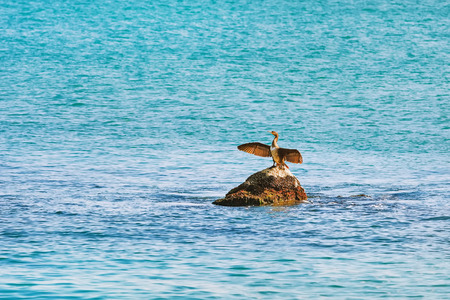 Cormorant Dries Wings while Sitting on a Stone in the Black Seaの写真素材