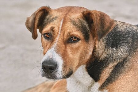 Close-up Portrait of Mongrel on the Beachの写真素材