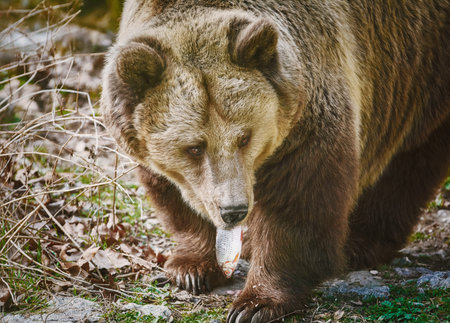 Brown Bear Eats a Frech Catched Fishの写真素材