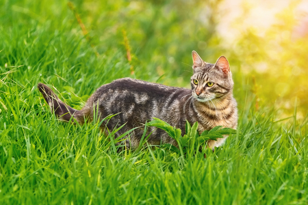 Mongrel Cat in the Green Grassの写真素材