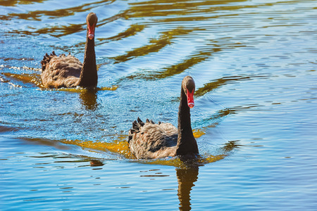 Pair of Black Swans Swims on the Pondの写真素材