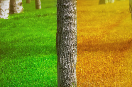 Summer and Autumn on Different Sides of the Tree Trunkの写真素材