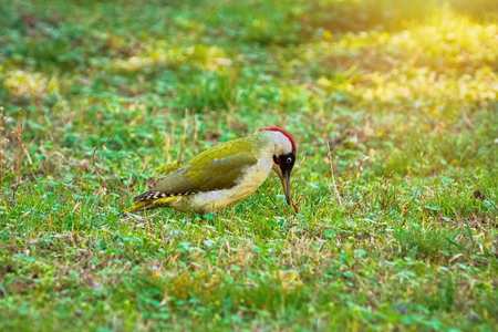 Green Woodpecker Looking for a Food on the Groundの写真素材