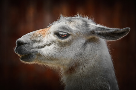 Portrait of Llama against the Wooden Backgroundの写真素材