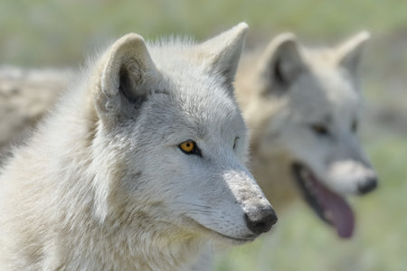 Alaskan Tundra Wolf (Canis Lupus Tundrarum), also Known as the Barren-ground Wolfの写真素材