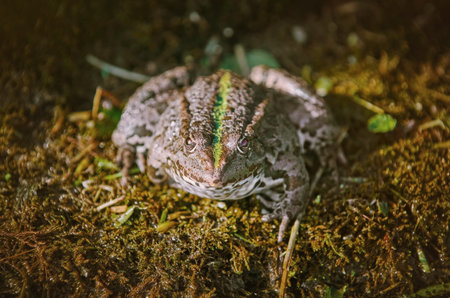 The Pool Frog Resting on the Bank of a Pond
