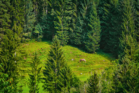 Chestnut Horse in a Pine Forest Clearingの写真素材