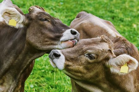 Dairy Cattle in the Traditional Pasture. Bolsternang, Germanyの写真素材