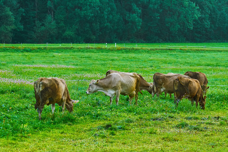 Dairy Cattle in the Traditional Pasture. Bolsternang, Germanyの写真素材