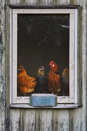 Hens in the Barred Window of Hen Houseの写真素材