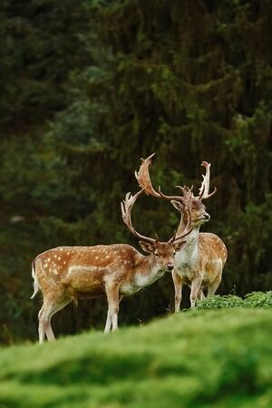 Deer Grazing near the Forest on the Slope of a Hillの写真素材