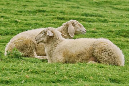 White Sheeps Resting on the Slope of a Hillの写真素材