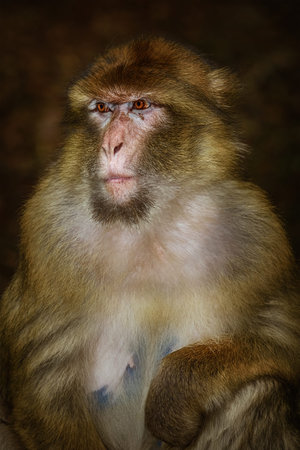 Closeup Portrait of Barbary Macaque (Macaca Sylvanus) 