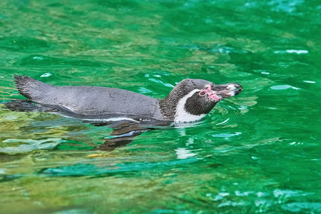 Magellanic Penguin (Spheniscus Magellanicus) in the Waterの写真素材