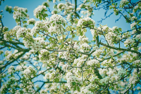 White Cherry-plum Flowers against the Skyの写真素材