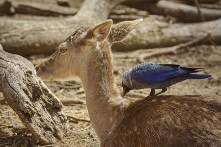 Crow Collects Wool for a Nest from the Dorsum of a Deer の写真素材