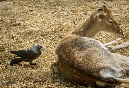 Crow Collects Wool for a Nest from the Dorsum of a Deer の写真素材