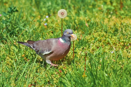 Big Common Wood Pigeon in the Grassの写真素材