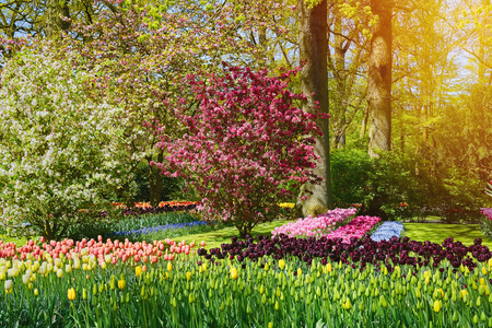 Spring in Netherlands. Flowerbed and Tree in Blossomの写真素材