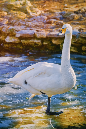 White Swan Stands on the Iceの写真素材