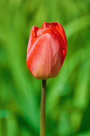 Red Tulip Flower against the Green Backgroundの写真素材