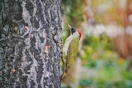 Green Woodpecker Looking for a Food on the Treeの写真素材