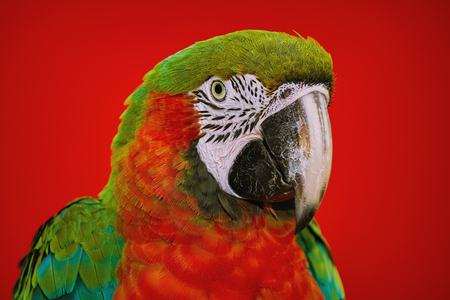 Portrait of the Macaw Parrot over the Red Backgroundの写真素材