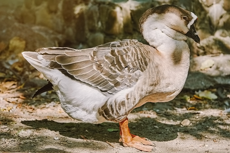 Grey Goose Standing on the Sandの写真素材