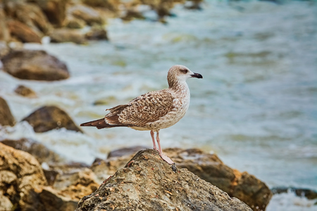 Seagull Resting on Ñ Stone near the Seaの写真素材