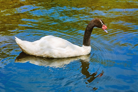 Black-necked Swan on the Lakeの写真素材