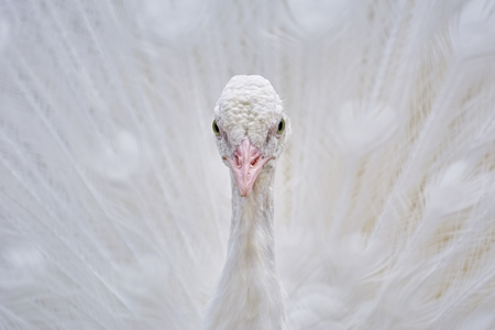 Close up Portrait of White Peacockの写真素材