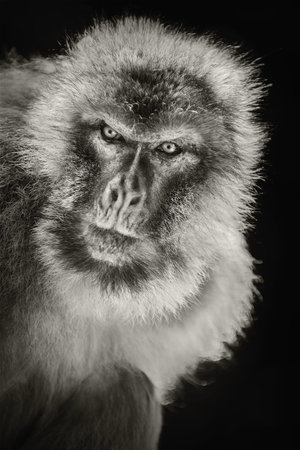 Closeup Portrait of Barbary Macaque (Macaca Sylvanus)
