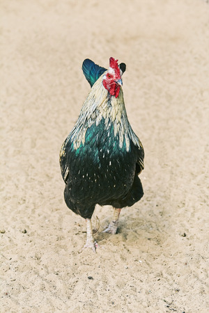 Rooster Walks on the Sandの写真素材