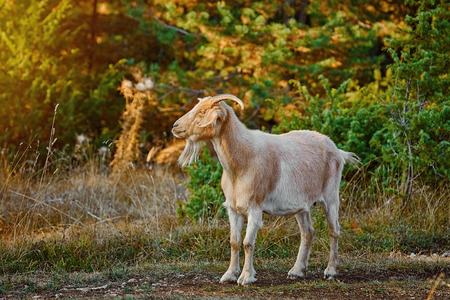 Domestic Goat with Horns (Capra Aegagrus Hircus)の写真素材