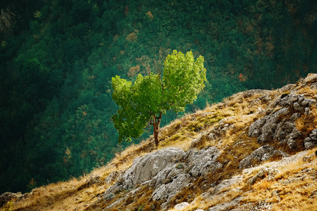 Tree on the Slopre of Rhodopes Mountains, Bulgariaの写真素材
