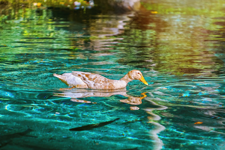 Duck on the Lakeの写真素材