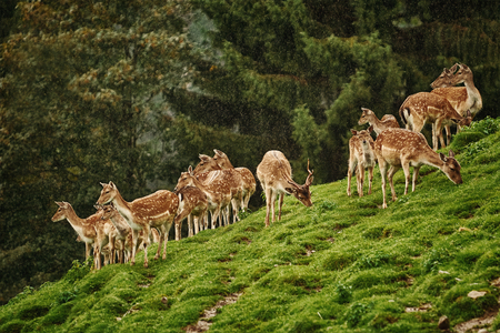 Deers on the Slope of a Hill near the Forestの写真素材