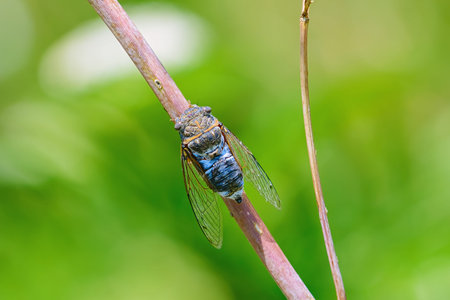 Cicada (order Hemiptera) sitting on the twig