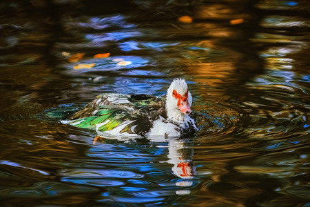 Muscovy duck (Cairina Moschata) swimming on the pondの写真素材