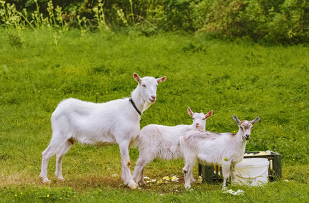 Goat with two goatlings near their foodの写真素材
