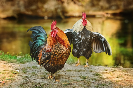 Two roosters on the bank of the riverの写真素材
