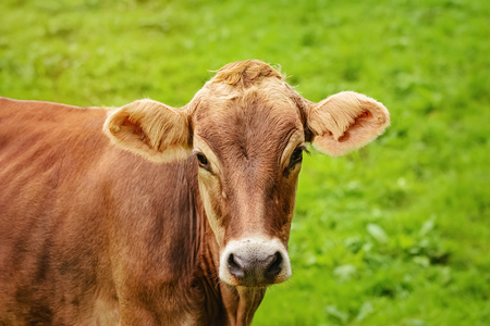 Portrait of Dairy Cattle in the Traditional Pastureの写真素材