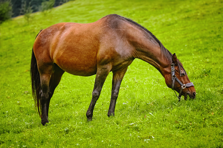 Horse grazing on the pastureの写真素材