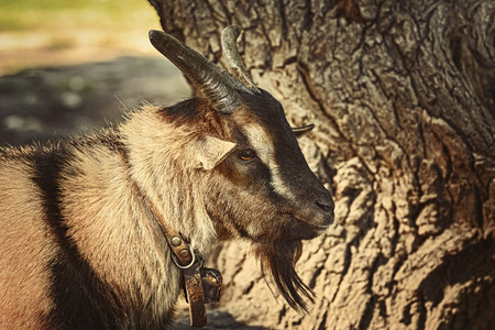 Portrait of the billy goat with hornsの写真素材